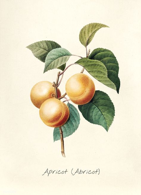 Antique plant drawn by Pierre-Joseph Redouté(1759-1840 ) | free image by rawpixel.com Fruit Kitchen Decor, Illustration Botanique Vintage, Fruit Wall Art, Gold Poster, Botanical Illustration Vintage, Illustration Botanique, Vintage Botanical Prints, Online Wall Art, Floral Prints Art