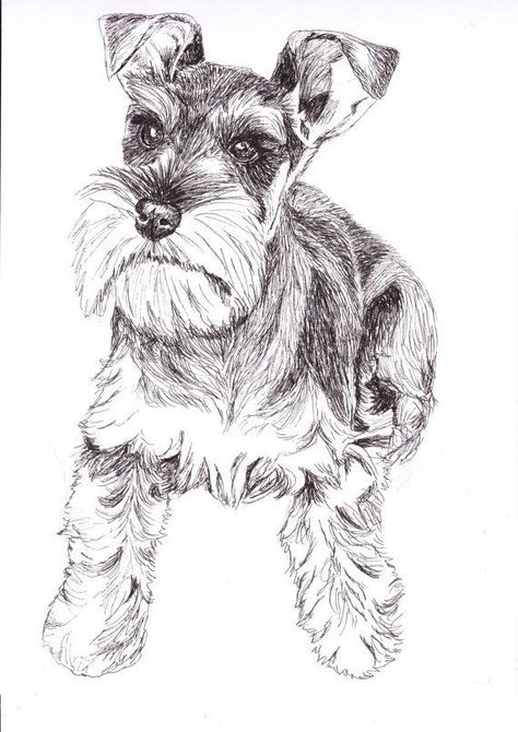 Schnauzer Drawing, Schnauzer Print, White Schnauzer, Schnauzer Art, Mini Schnauzer Puppies, Rabbit Wall Art, Miniature Schnauzer Puppies, Schnauzer Dog, Schnauzer Puppy