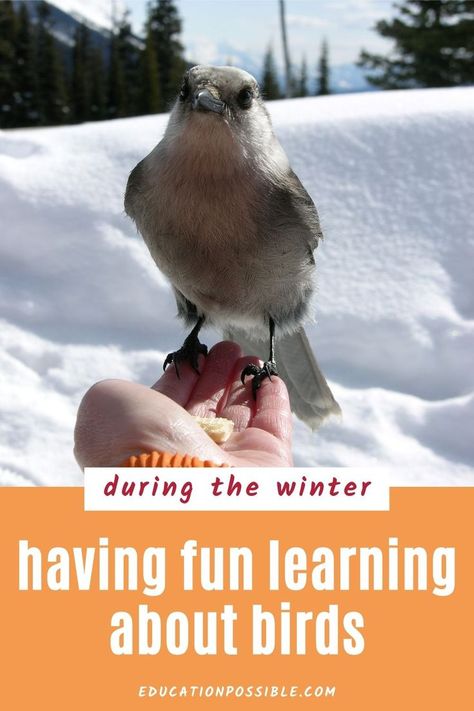 Don't let low temperatures stop you from studying flying creatures with your middle schooler. Add these winter bird activities to your science lessons during the colder months. Activities For Middle Schoolers, Bird Activities, Themes For Preschool, Bird Printables, Winter Science, Flying Creatures, Play And Learn, Cool Science, Middle Schoolers