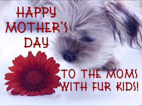 Happy Mother's Day To the moms with fur kids! Happy Mom Day, Dog Mothers Day, Happy Mothers Day Wishes, Dog Mommy, Mother Day Wishes, Happy Mother's Day Card, Pet Mom, Fur Mom, Dog Info