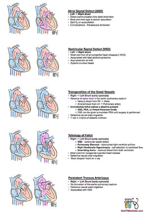 Categories of Cardiovascular Diseases Cardiovascular Disease Nursing, Pediatric Echocardiography, Cardiac Pathology, Nursing Terminology, Pediatric Nursing Study, Pediatric Cardiology, Nursing School Prep, Cardiac Sonography, Ultrasound Technician