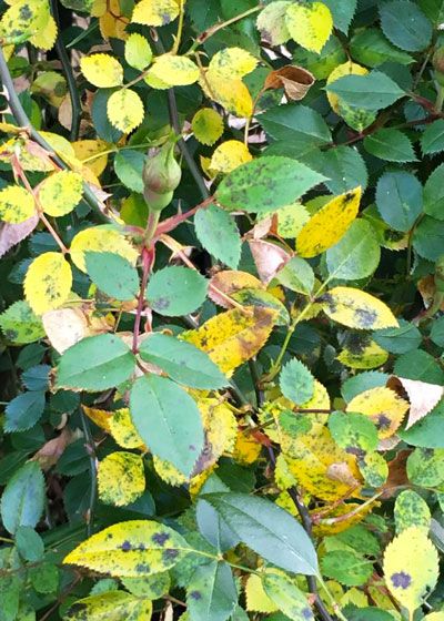 Yellow Leaves On Roses, Dogwood Bush, Indoor Roses, Black Spot On Roses, Leaves Meaning, Drift Roses, Cherry Leaf, Rose Got, China Rose