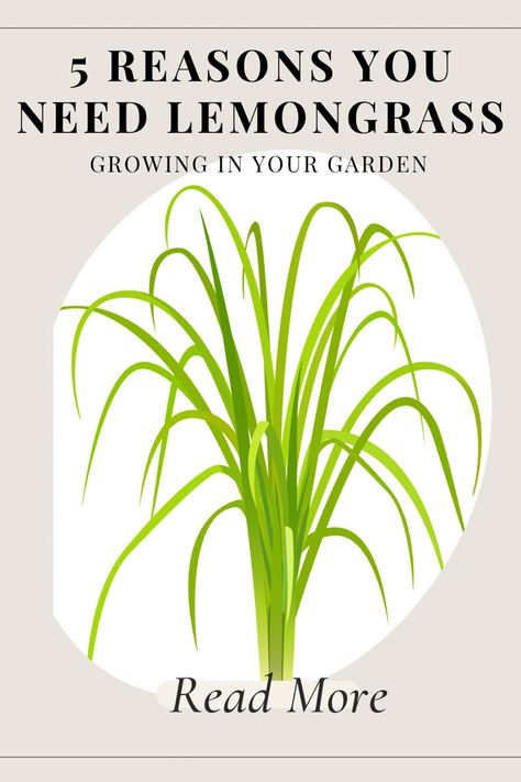 Lemon Grass In Pots, Lemongrass Plant Landscaping, Lemongrass Recipes, Seafood Alfredo, Grow Lemongrass, Lemongrass Tea, Herbal Drinks, Rare Seeds, Aromatic Plant