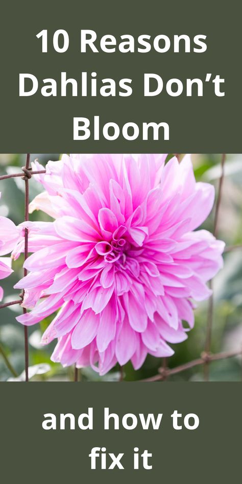 dinnerplate dahlia in bloom Dahlia Flower Colors, Dahlia Landscaping, Dahlia Flower Aesthetic, Dalia Flower, How To Grow Dahlias, Dahlia Farm, Dahlia Flower Garden, Dahlia Care, Cottage Gardening