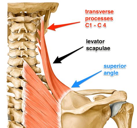 Clavicle And Scapula Anatomy, Posterior Neck Muscles, Levator Scapulae Stretch, Levator Scapulae Muscle, Scapula Exercises, Skeletal Muscle Structure, Shoulder Anatomy, Cervical Pain, Vertebral Artery