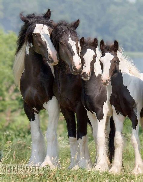 Cheval Pie, Baby Horses, Most Beautiful Animals, Animale Rare, Majestic Horse, All The Pretty Horses, Limassol, Horse Crazy, Majestic Animals