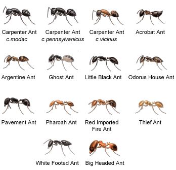 Crawling Animals, Bug Identification, Types Of Ants, Fly Infestation, Ant Bites, Ant Species, Ants In House, Ant Infestation, Butterflies Activities