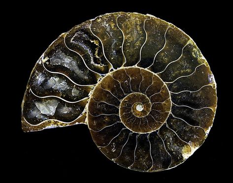 Ammonite Tattoo Fossil, Fossil Photography, Spiral In Nature, Golden Ratio Spiral, Fossil Shell, Spirals In Nature, Fossil Art, Ammonite Shell, Shell Fossil