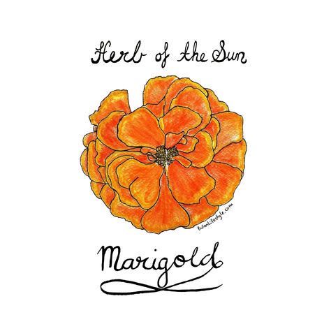 Simple Marigold Tattoo, Haldi Card, Marigold Drawing, Skull Inspiration, Marigold Tattoo, Bali Tattoo, Have A Fabulous Day, Moleskine Sketchbook, Sketchbook Ideas