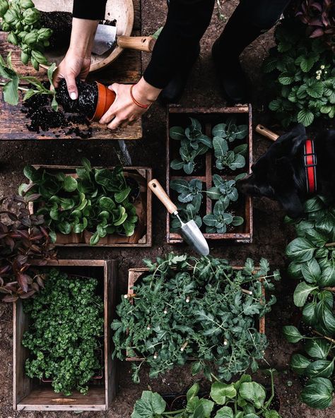 Herb Boxes, Farm Photos, Cottage Plans, Kitchen Plants, Veggie Patch, B Roll, Farm Photo, Urban Gardening, Garden Pictures