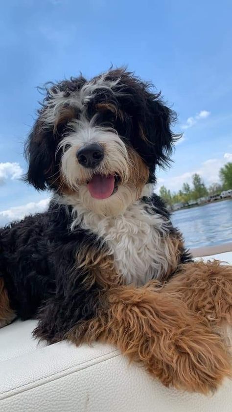 Bernese Doodle Dog, Cute Bernadoodles, Bernie Doodle Puppies, Bernedoodle Aesthetic, St Bernadoodle, Bernard Doodle, Bernese Doodle, Bernadoodle Mini, Bernedoodle Full Grown