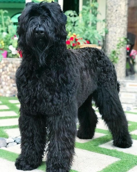 Black Russian Terrier Grooming, Russian Black Terrier, Russian Dogs, Dog Types, Pet Crates, Russian Terrier, Guard Dog Breeds, Black Russian Terrier, Every Dog Breed