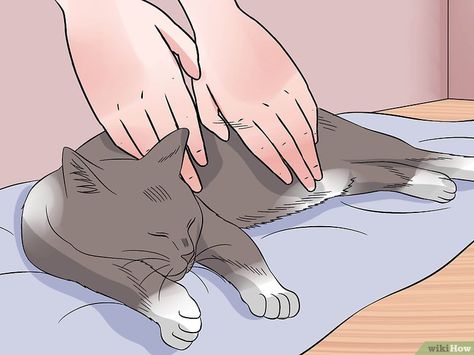 Cat Cpr, How To Perform Cpr, Cats Photos, Cat Steps, Cat Hacks, Dog Dental, Kitten Care, Pet Clinic, Cat Training