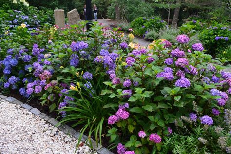 'BloomStruck' hydrangeas. These reblooming shrubs flower on old wood (growth from the previous year) and new wood. But to encourage lots of blooms for the coming year, don't prune your plants after the first of August. (This beauty doesn’t need drastic pruning anyway.) 'BloomStruck' is hardy in USDA Zones 4-9 and bears purple, deep pink or blue flowers, Hydrangea Bloomstruck, Pruning Endless Summer Hydrangeas, Hydrangea Types, Biltmore Gardens, Bloomstruck Hydrangea, Hydrangea Picture, Foundation Plants, Georgia Garden, Big Leaf Hydrangea