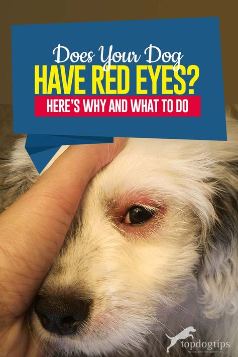 Most days you look into your dog’s soulful eyes, and wonder what your friend is thinking. There is no question that much of your pup’s expressiveness lies there. But one day, you look into them, and the eyes don’t seem right – they’re reddish. Cherry Eye In Dogs, Dogs Eyes Problems, Lilac French Bulldog, Dogs Eyes, Health Checklist, Therapy Dog Training, Dog Goggles, Soulful Eyes, Bloodshot Eyes