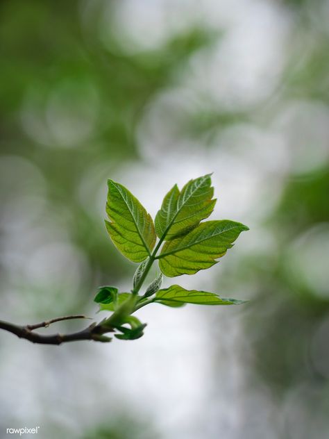 Closeup of tree leaves on a branch | free image by rawpixel.com / Aaron Burden Branches With Leaves Photography, Tree Branch Photography, Branch Photography, Ash Leaf, Green Leaf Background, Wedding Tree Guest Book, Leaf Photography, Tree Images, Big Leaves