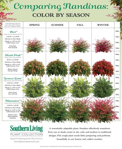 Nandinas come in a variety of forms and colors. Here, we size them up! Evergreen Color, Southern Living Plants, Front Landscaping, Garden Shrubs, Front Yard Garden, Landscaping Design, House Landscape, Front Yard Landscaping Design, Landscaping Plants