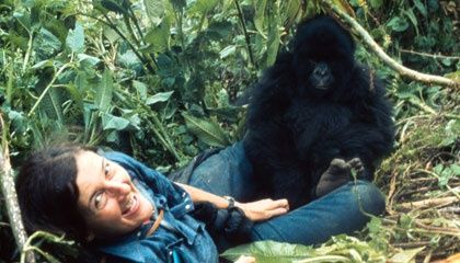 Dian Fossey pinterest | Wildlife Warriors / Dr. Dian Fossey and Digit Gorillas In The Mist, Dian Fossey, Gorilla Gorilla, Jane Goodall, Sigourney Weaver, Mountain Gorilla, Great Ape, Living Things, The Mist