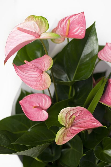 Pink Anthurium, Anthurium Plant, Anthurium Flower, Plant Games, Flamingo Flower, Marble Ceramic, Bright Pop, Mini Plants, Large Plants