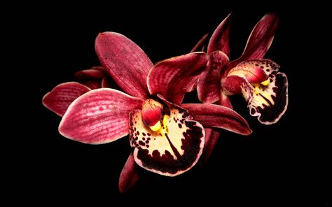 Orchid Wallpaper, Orchid Images, Orchid Leaves, Orange Orchid, Red Orchids, Growing Orchids, Orchid Color, Exotic Orchids, Red Pictures