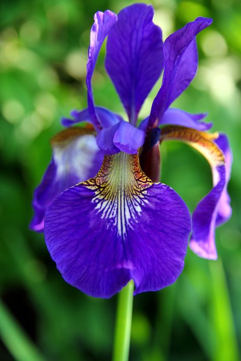 Free Images : nature, blossom, structure, flower, petal, bloom, botany, garden, flora, wildflower, eye, organ, macro photography, flowering plant, iris versicolor, plant stem, land plant, violet family, iris family 3456x5184 - - 506140 - Free stock photos - PxHere Iris Versicolor, Exotic Orchids, Pond Plants, Plant Stem, Iris Flowers, Flower Petal, Irises, Flower Petals, Macro Photography