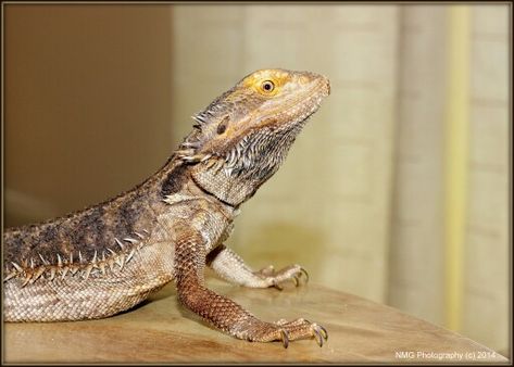 Australian Eastern Bearded Dragon Leatherback Bearded Dragon, Eastern Bearded Dragon, Dig Box Bearded Dragon, Bearded Dragon Blanket, Traveling With A Bearded Dragon, Red Monster Bearded Dragon, Bearded Dragon Diet, Baby Bearded Dragon, Pet Life