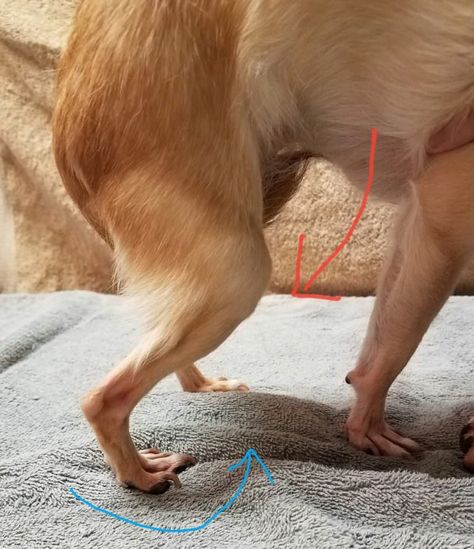 chihuahua-medial-patellar-luxation #dogdiyprojects Deer Chihuahua, Chihuahua Teacup, Chihuahua Facts, Chihuahua Training, Pretty Puppies, Chihuahua Breeds, Flea Repellent, Chihuahua Owner, Baby Chihuahua