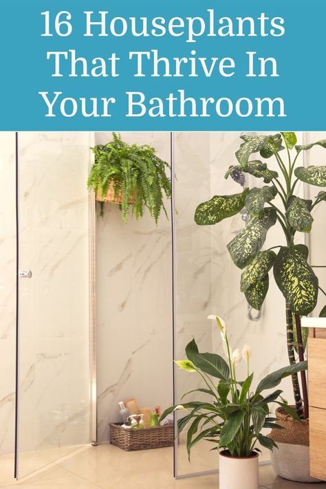 Plants That Like Bathrooms, Plants For Your Bathroom, Plants In Walk In Shower Ideas, Plants For The Bathroom With No Light, Spa Bathroom Plants Master Bath, Flowers For The Bathroom, Best Bathroom Plants No Light, Best Bathroom Shower Plants, Monstera In Bathroom