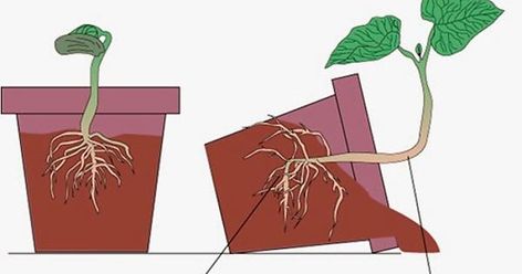 Auxin and light. - Album on Imgur Igcse Biology, Science Diagrams, Plant Physiology, Light Science, High School Biology, Interior Architecture Drawing, Biology Teacher, Cell Growth, Light Sensitivity