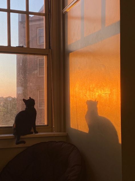 Cat Sitting Painting, Cat Sitting On Lap, Cat Sitting Pose, Cat Sitting On Window Sill, Cat Sitting In Window, Cat Sitting Drawing, Sunset Through Window, Cat Windowsill, Cat On Windowsill