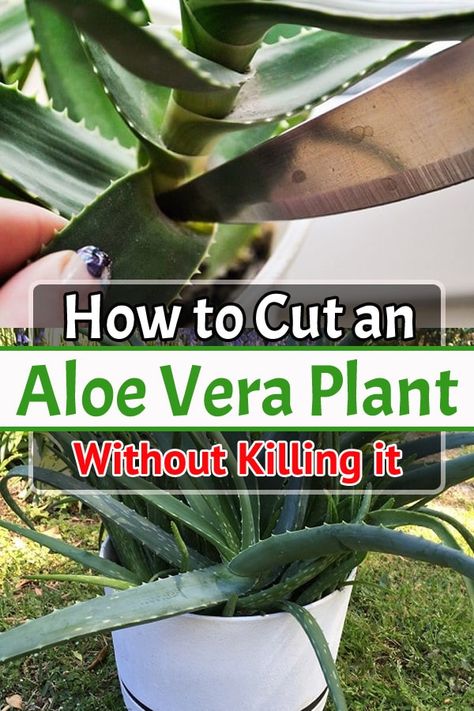 How To Grow Aloe Vera From Cuttings, How To Cut Aloe Vera Leaf, Aloe Vera Indoor Plant Decor, How To Propagate Aloe Vera From A Leaf, Growing Aloe Vera Plant From Leaf, How To Trim Aloe Vera Plant, Planting Ginger, Separating Aloe Vera Plant, Aloe Plant Care