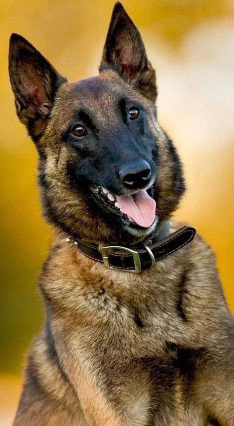 Belgian Malinois Lover's😍 | Great Photography 🥰❤️ | Facebook Extra Large Dog Breeds, Pets Aesthetic, Belgium Malinois, Types Of Dogs Breeds, Belgian Malinois Dog, Cute German Shepherd Puppies, Malinois Dog, Belgian Shepherd, Dream Dog