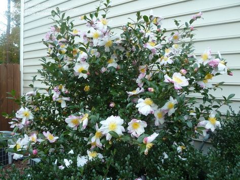 Camellia sasanqua 'Setsugekka' - evergreen shrub - white flowers Japanese Courtyard, Camellia Sasanqua, Camellia Plant, Evergreen Landscape, Front Yard Plants, Yard Plants, Outside Plants, Yard Project, Evergreen Plants