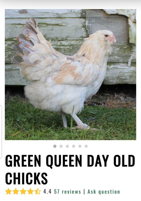 Green Queen Chicken, Day Old Chicks, Green Queen, Pet Chickens, Chicken Coop, Coop, Rooster, Art Reference, Queen