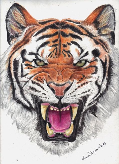 Tiger Eye Drawing, Tiger Reference, Tiger Face Drawing, Tiger Sketch, Big Cat Tattoo, Paper Tiger, Angry Tiger, Tiger Roaring, Tier Tattoo