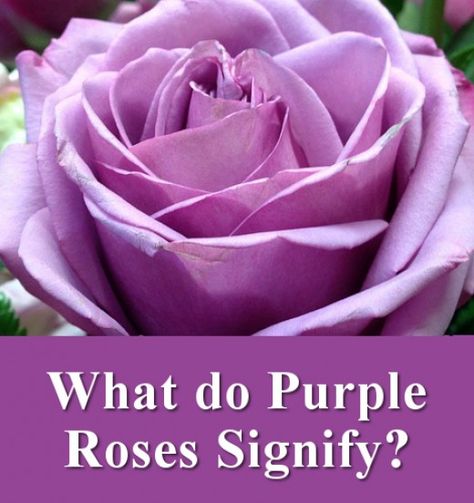 Flowers, Their Meanings, And Which Ones NOT To Give Your Valentine Color Of Roses Meaning, Flower And Their Meaning, Different Color Roses Meaning, Purple Rose Meaning, Peonies Meaning Language Of Flowers, Meaning Of Purple, Colors Of Roses, Purple Roses Wedding, Symbolism And Meanings