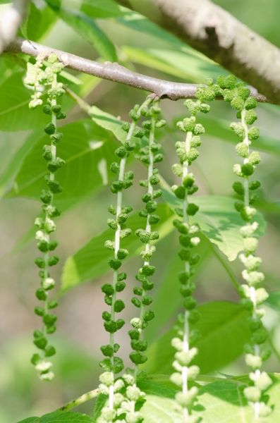 Juglans Nigra, Toxic Plants, Black Walnuts, Black Walnut, Tool Box, North Carolina, Walnut, Herbs, Plants