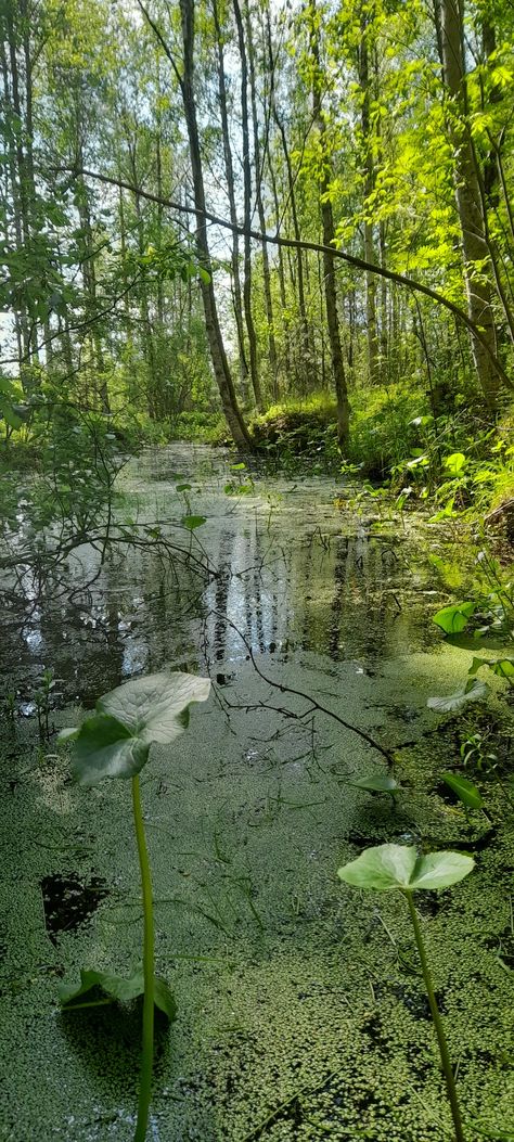 Green Forest Wallpaper Aesthetic, Bright Forest Aesthetic, Aesthetic Forest Green, Fantasy Country, Bright Forest, Mother Gaia, Forest Aesthetic, Aesthetic Forest, Pretty Landscapes