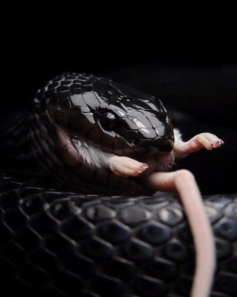 37 Pics to Remind You That God is Dead and We're All Alone - Facepalm Gallery Cool Snakes, Reptile Snakes, Beautiful Snakes, Reptiles And Amphibians, Black Mamba, Amphibians, 귀여운 동물, Snakes, Beautiful Creatures