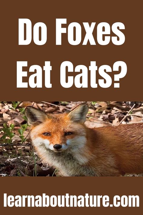 Do Foxes Eat Cats? Nature Website, Fox Eat, Land Animals, It Will Happen, Little Animals, About Nature, Close Friends, Red Fox, Wild Animals