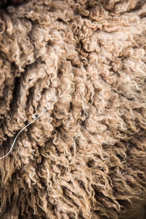 Sheep Farm Aesthetic, Sheep Aesthetic, Wool Aesthetic, Sheep Photography, Wool Photography, One Wild And Precious Life, Wild And Precious Life, Sheep Rug, Petroglyphs Art