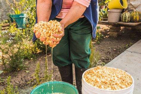 How is Hominy Made? Hominy Grits, Fermenting Foods, Amish Butter, Corn Seed, Corn Plant, Mother Earth News, Homemade Tortillas, Food Crafts, Fermented Foods