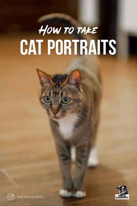 A cat standing in the living room with the tail up, shallow depth of field focus on her face Kitten Photography Ideas, Diy Cat Photoshoot, Cat Picture Ideas, Cat Photo Shoot Ideas, Cat Photography Poses, Professional Cat Photography, Kitten Photoshoot Ideas, Cat Portraits Photography, Cat Photoshoot Ideas