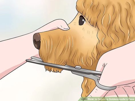 3 Ways to Groom a Goldendoodle's Face - wikiHow Pet Dog Whiskers, Golden Retriever Grooming, Goldendoodle Grooming, Puppy Shampoo, Puppy Cut, Dog Grooming Tips, Dog Haircuts, Dog Cuts, Pet Clinic