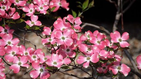 Flowering Dogwood Tree, Pacific Dogwood, Pagoda Dogwood, Red Twig Dogwood, Flowering Dogwood, Twig Dogwood, Garden 2023, Dogwood Tree, Seed Starting Mix