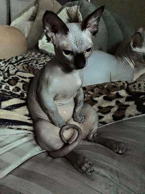 ITS LIKE A SMALL FEATHERLESS OWLLLLL OWO Featherless Owl, Naked Cat, Cute Hairless Cat, Contemplating Life, Cats Sitting, Mad Cat, Hairless Cats, Sphynx Cats, Sphinx Cat