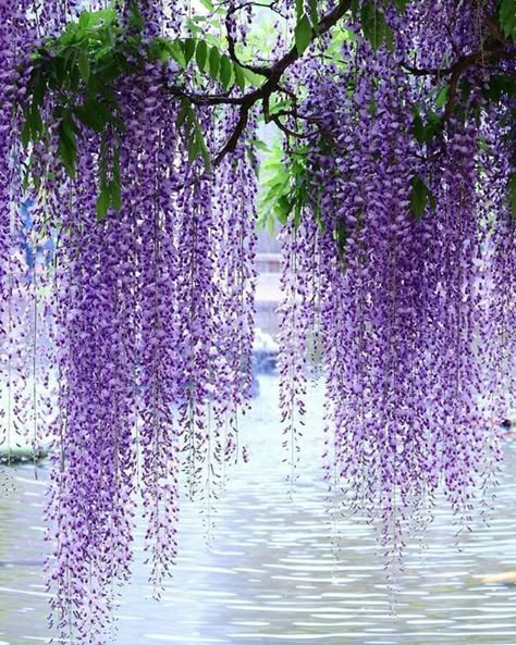 Wysteria Tree, Wisteria Photography, Wisteria Plant, Wisteria Tree, Purple Wisteria, Garden Perennials, Minimalist Interior Design, Favorite Flowers, Colorful Garden