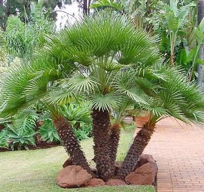 Cold Hardy Palm Trees, European Fan Palm, Palm Trees Garden, Port Melbourne, Desert Trees, Outdoor Makeover, Palm Tree Pictures, Palm Trees Landscaping, Small Palm Trees