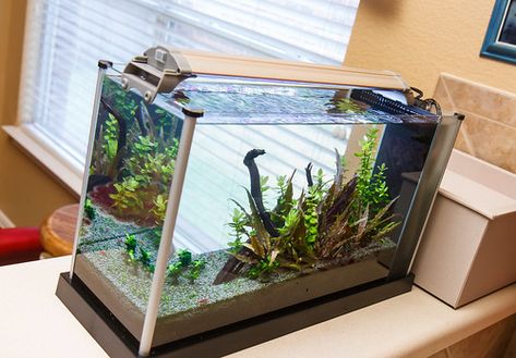 Fluval Spec V Aquascape, Aquarium Soil, Fish Aquarium Decorations, Acrylic Aquarium, Tropical Freshwater Fish, Aquarium Pump, Aquarium Setup, Aquarium Ideas, Betta Fish Tank