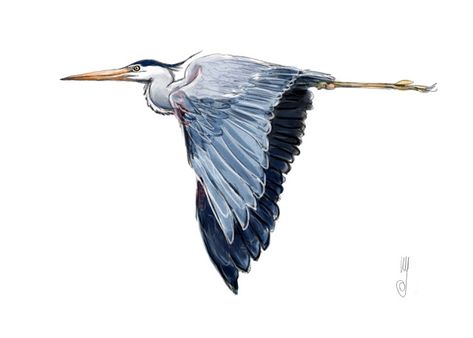 Great Blue Heron Flying Blue Heron Tattoo, Blue Heron Art, Heron Drawing, Blue Heron Drawing, Great Blue Heron, Heron Drawing Illustration, Blue Heron Tattoo, Night Heron Tattoo, Great Blue Heron Art